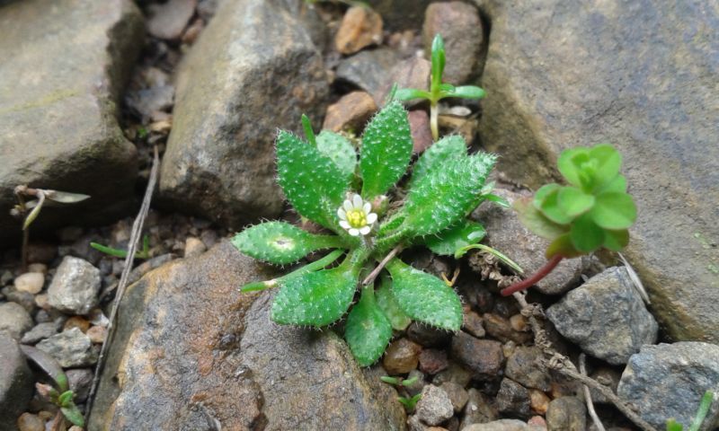 Erophila verna